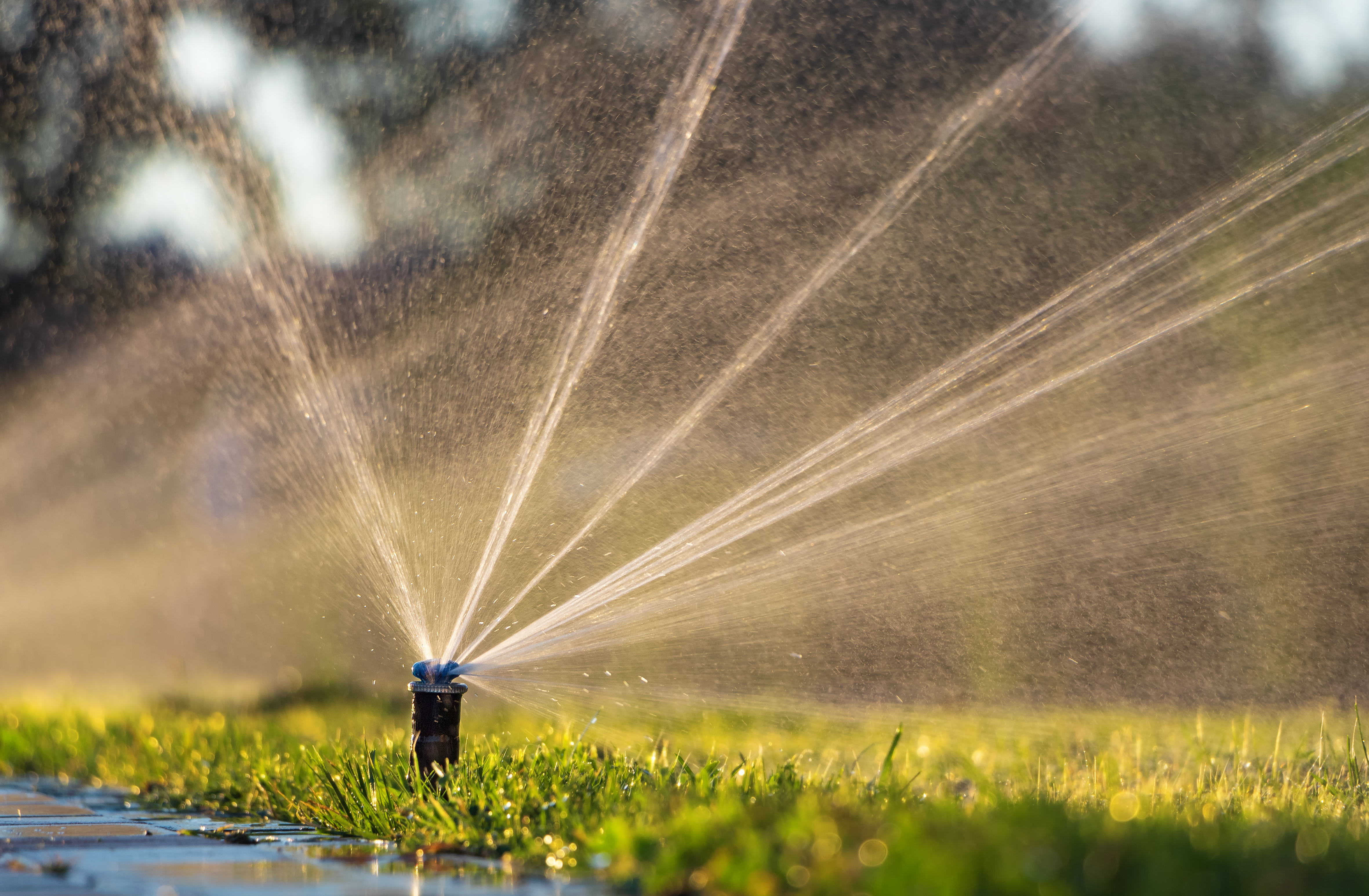 Pop-up sprinkler watering green lawn with multiple water streams radiating outward